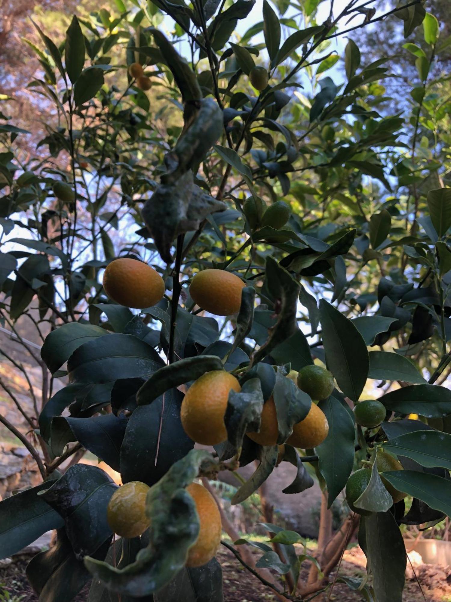 Appartamenti La Pineta Marina dʼMarina dʼAndora Buitenkant foto
